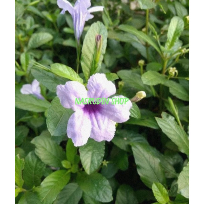 BIBIT KENCANA UNGU 20 POHON / BIBIT DAUN KENCANA UNGU / RUELLIA TUBEROSA / BIBIT DAUN PLETEKAN