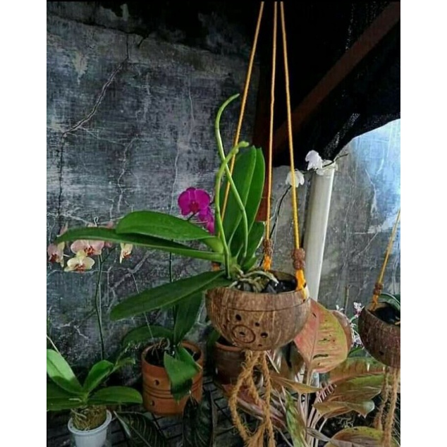 pot batok kelapa ukir gantung