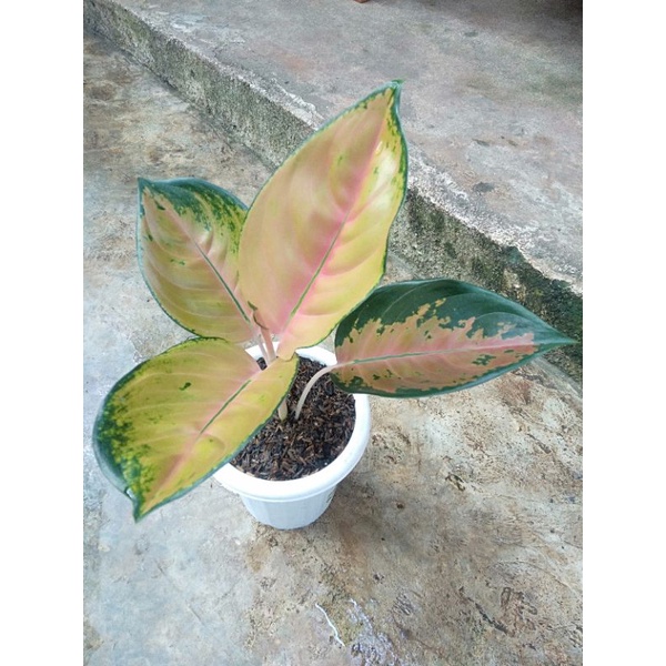 Aglaonema Sultan Brunei
