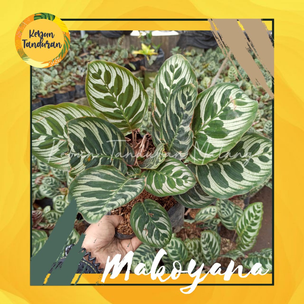 Jual Tanaman Hias Calathea Makoyana Macan Shopee Indonesia