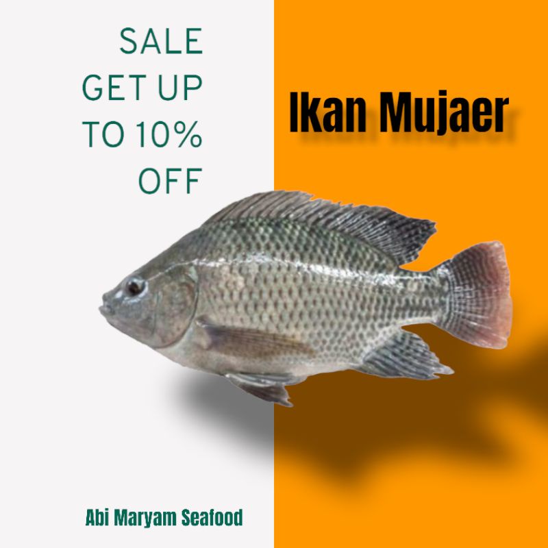 

Ikan Mujair Fresh Berkualitas 1kg