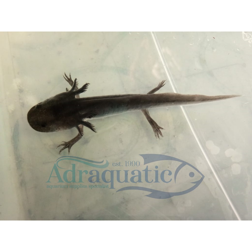 Bandung Axolotl Hitam Full Black Melanistic Melanoid Dogfish Salamander Walking Fish Mexicanum Shopee Indonesia