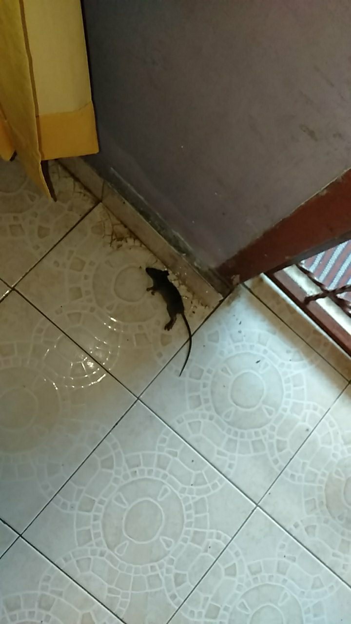 Ramtus Racun Tikus Got Curut Paling Ampuh Pembasmi Tikus Dirumah Racun Tikus Di Mesin Mobil 2 Pack