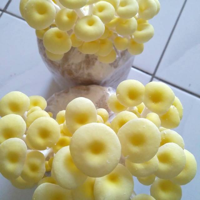 Bibit jamur tiram kuning f1