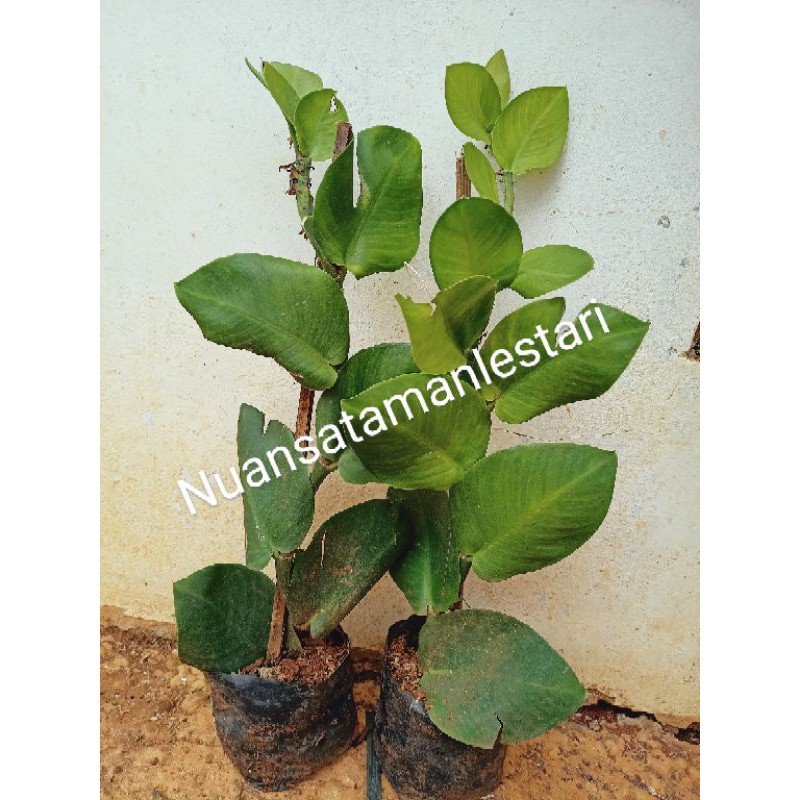 tanaman rambat dollar besar/pohon dollar rambat
