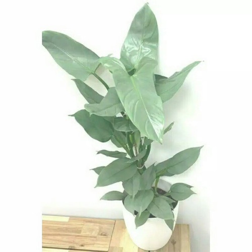 TANAMAN PHILODENDRON HASTATUM SWORD TANAMAN PHILO TANAMAN BUNGA INDOOR OUTDOOR