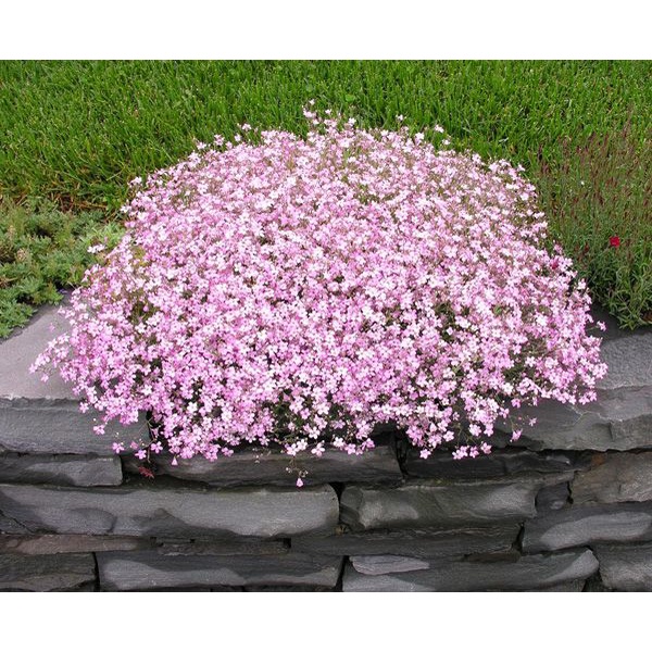 Benih Bibit Biji - Bunga Pink Baby Breath Merah Muda Gypsophila Elegans Pink Flower Seeds - IMPORT