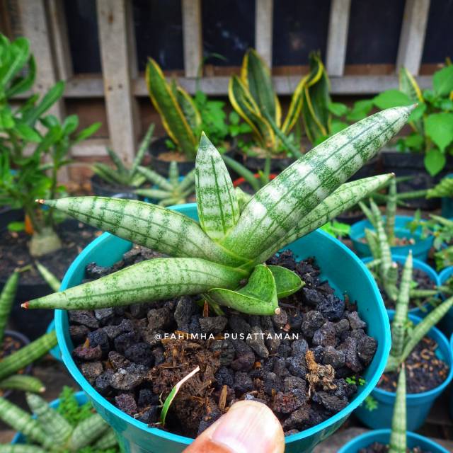 Sansivera Patens Sansiviera Paten  Sansivieria Paten Sansevieria Patens Lidah Mertua Paten