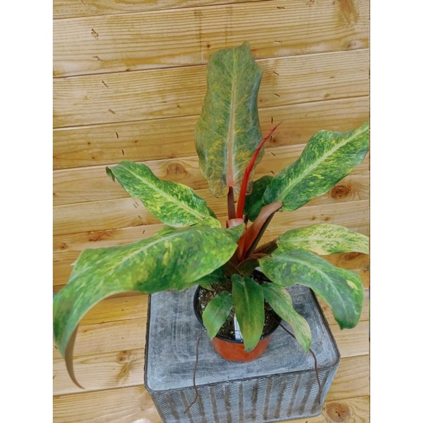 Philodendron Orange Marmalade, Philodendron tricolor super