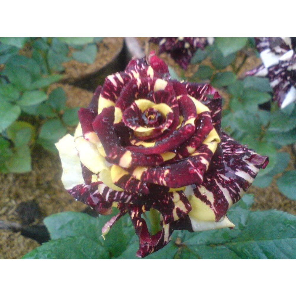 Bibit Tanaman Mawar Candy Hitam