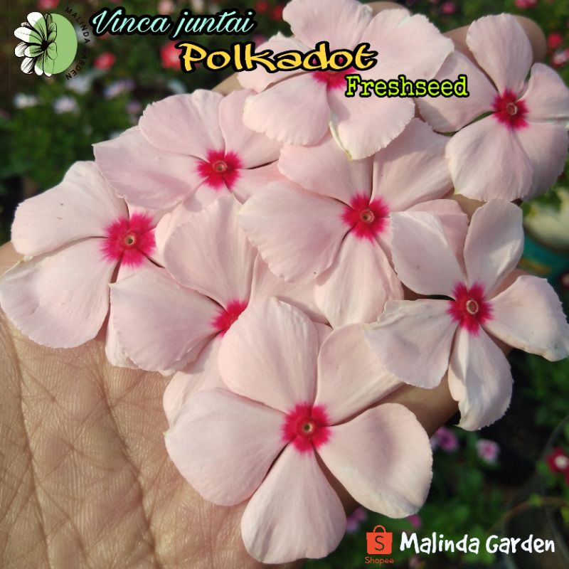 Benih bunga vinca juntai trailling import POLKADOT / tapak dara / biji freshseed