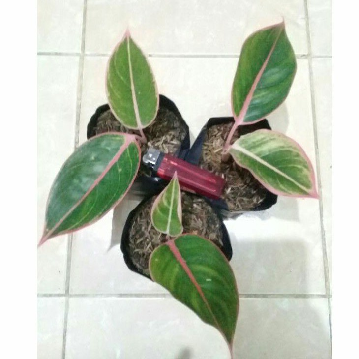 aglonema lipstik tiger anakan