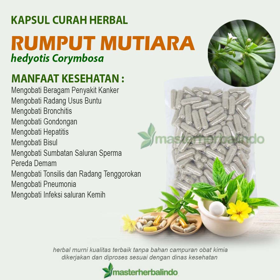 RUMPUT MUTIARA 100 Kapsul Curah Herbal Sumbatan Saluran Sperma Kanker