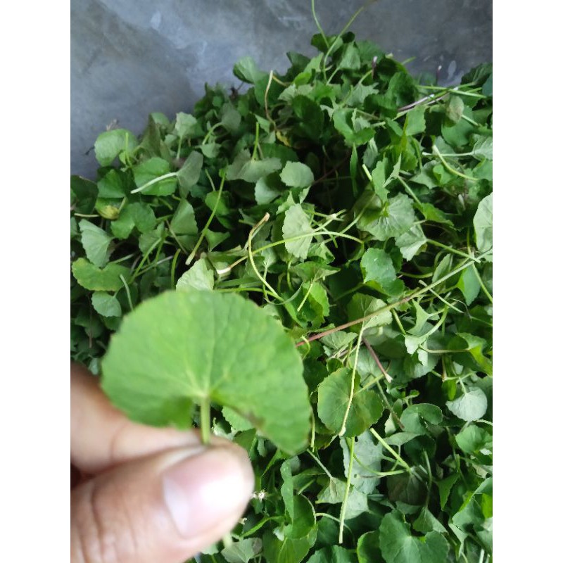 

daun antana. fress petikan