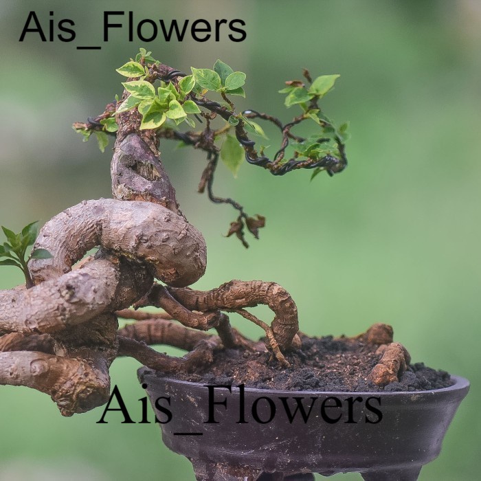 bonsai bougenville singapore TANAMAN HIAS