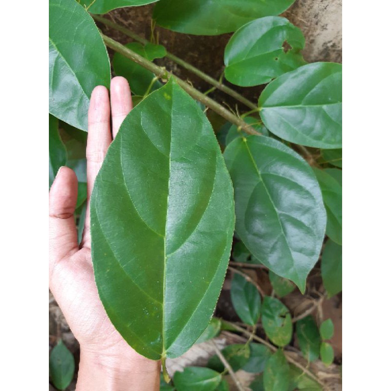 

Daun Cincau Hijau / Cincau Jelly Jumbo 100% ORGANIK