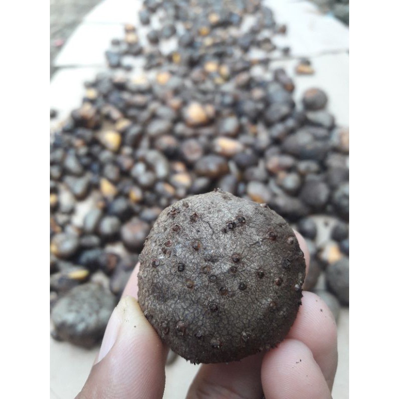 bibit biji katak porang