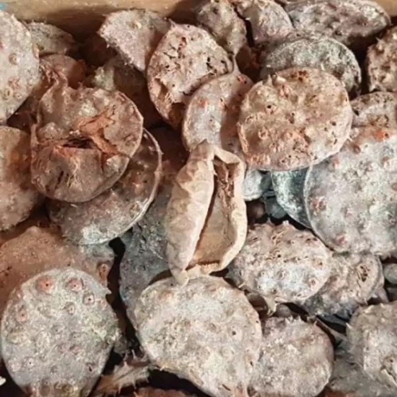 

SEPRANTU KERING 100 GRAM - Sindora Sumatrana - MURNI