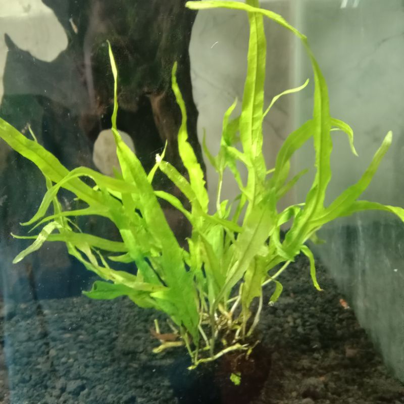 kadaka trident tanaman hias aquascape