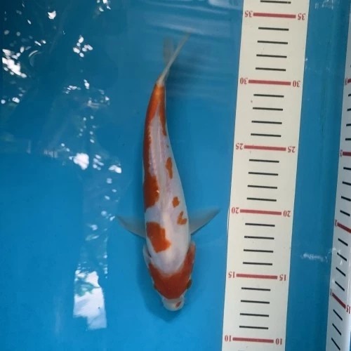 Ikan Koi Kohaku Doitsu size 20 cm up Male