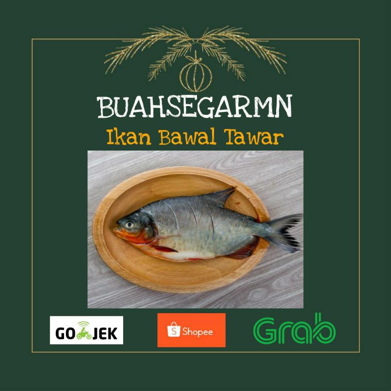 

Ikan bawal tawar - 1kg