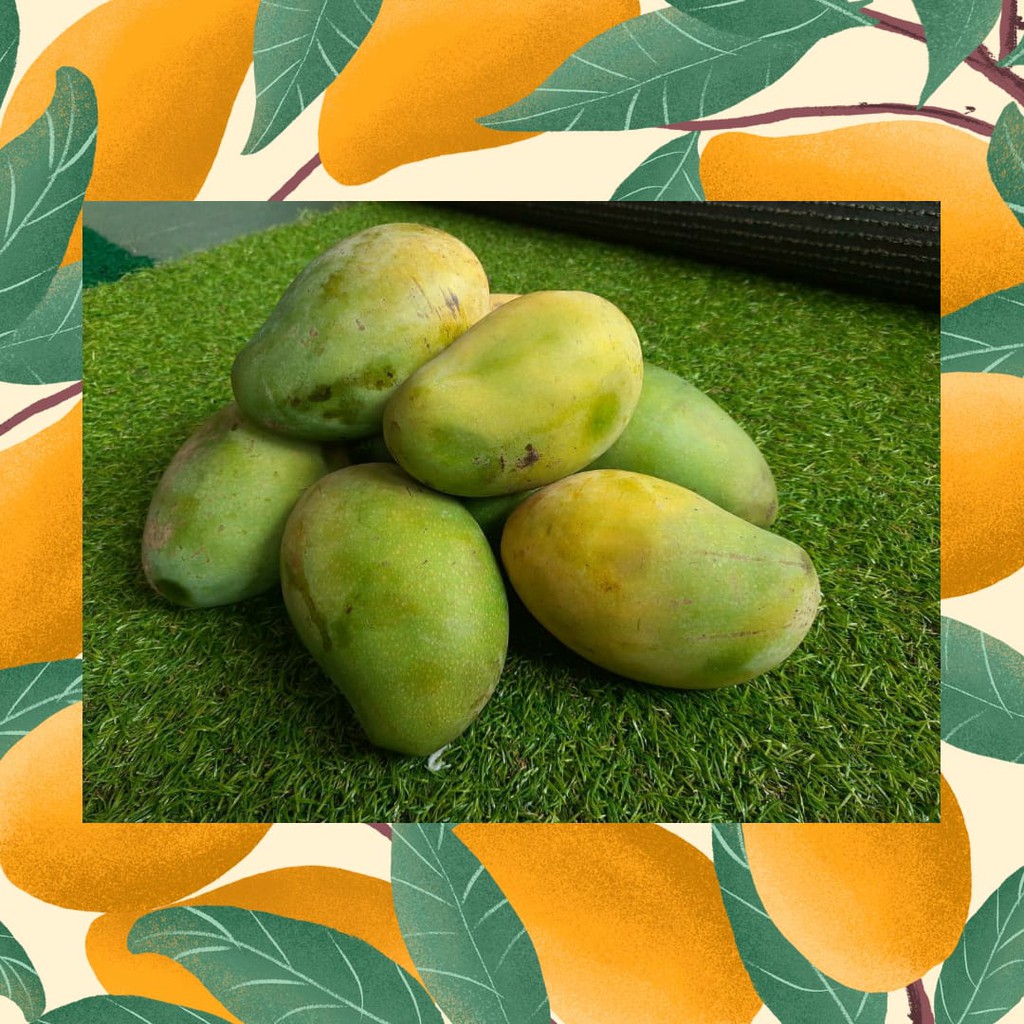 

MANGGA PREMIUM ALPUKAT GRADE A