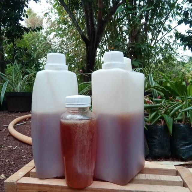 

Madu Kelengkeng Premium