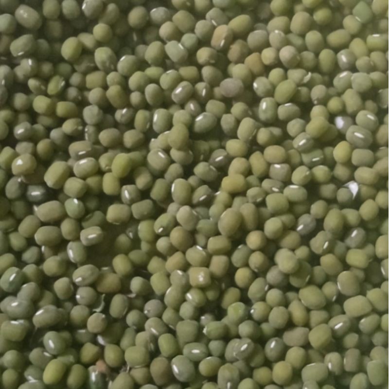 

Kacang ijo
