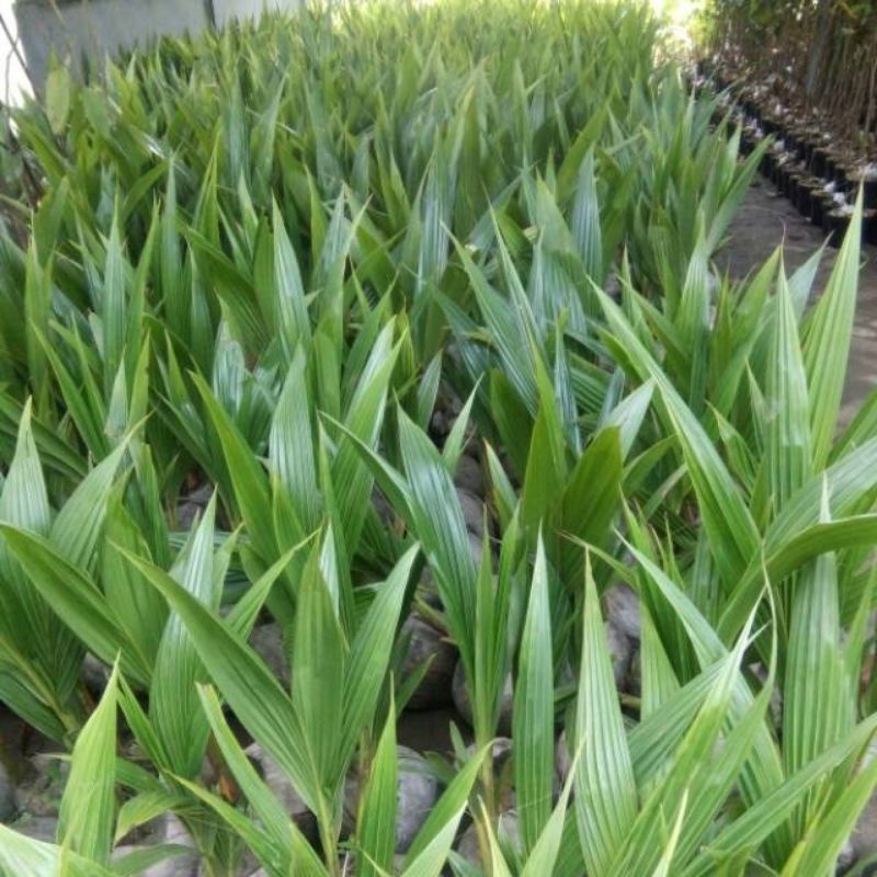 bibit kelapa hibrida genjah