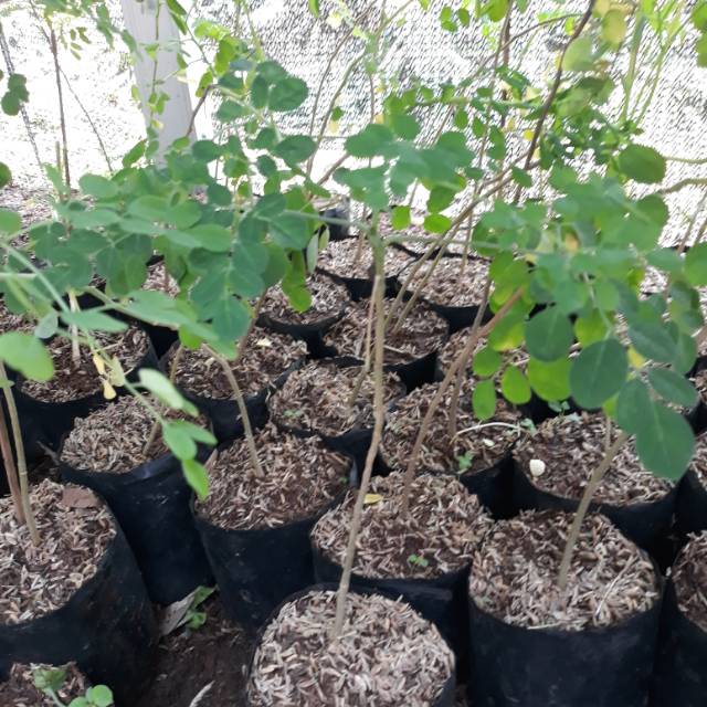 

Tanaman herbal daun kelor