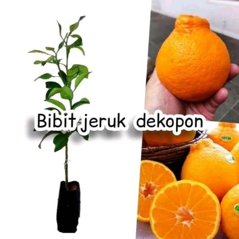 bibit tanaman buah jeruk dekopon okulasi dijamin berbuah