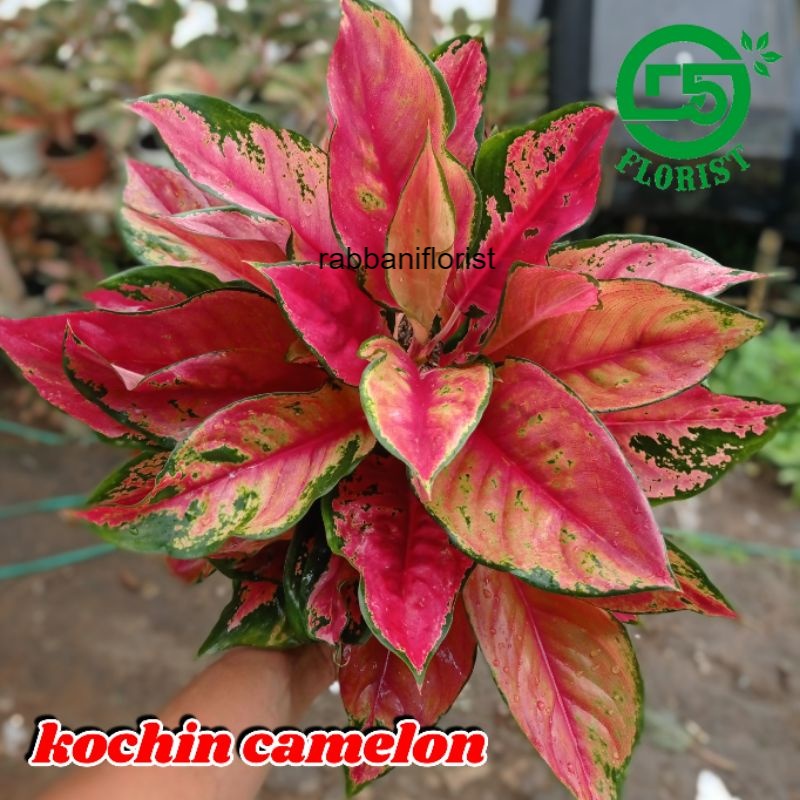 Aglonema kocin camelon indukan aglonema red kocin tanaman hias aglonema tanaman aglonema rabbaniflor