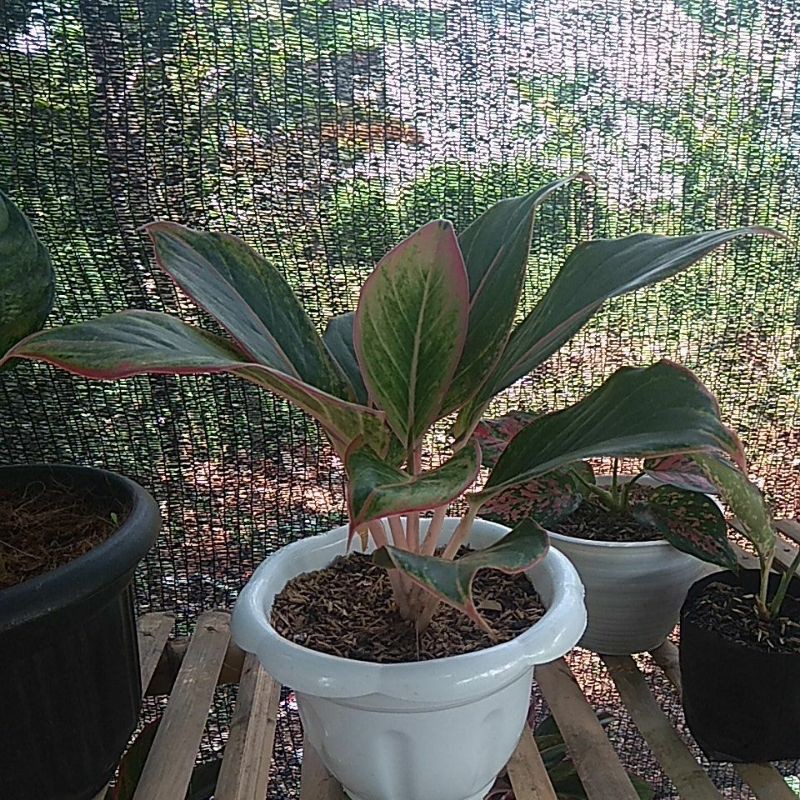 aglonema lipstik flaminggo