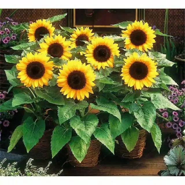 benih bibit bunga matahari sunflower 10pcs