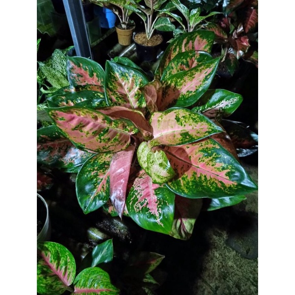 aglaonema kochin