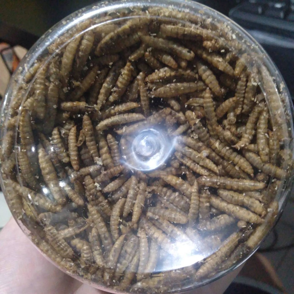 BIOTOP / BIO TOP / MAGGOT PREMIUM  MAKANAN IKAN 150 GR