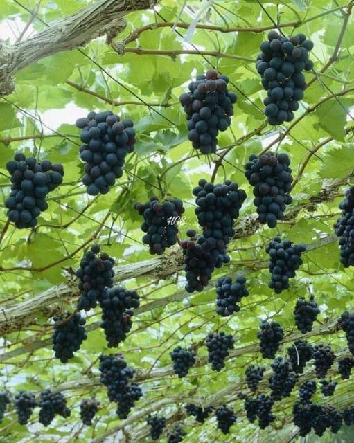 Bibit Anggur Import hitam Super