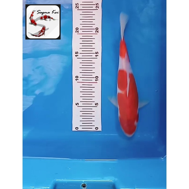 Koi Kohaku Doitsu Lokal Blitar Lokal Blitar 25 CM