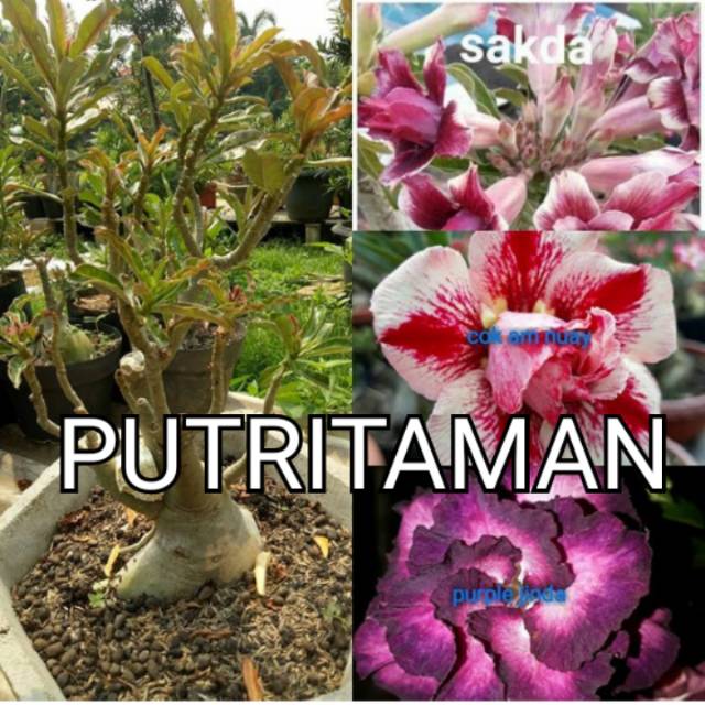 

Bibit bunga adenium cabang 1000 ( HOKI OFFICE STORE )