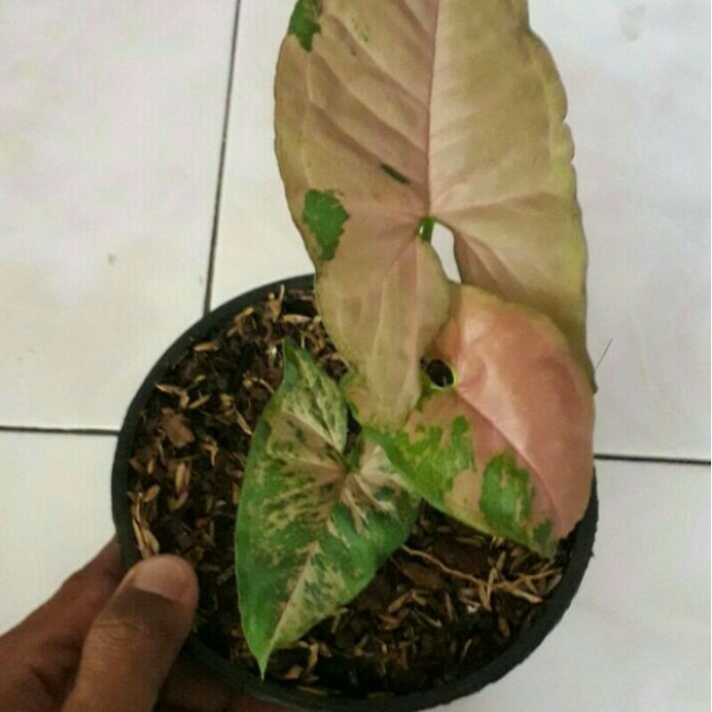 Tanaman Hias Syngonium Pink Flecked - Pohon Syngonium Pink Flecked