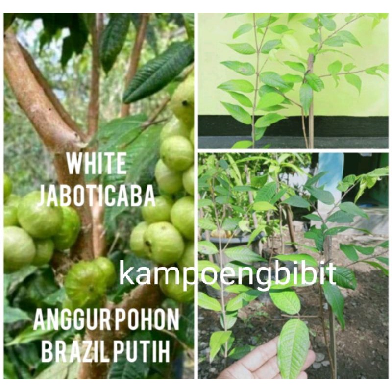 bibit anggur white jaboticaba anggur putih