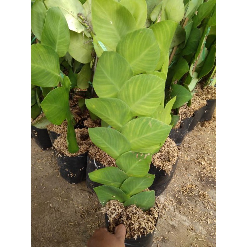 Tanaman Hias Rambat Giant Flexi/Dollar Rambat Cocok untuk Hiasan Dinding Taman