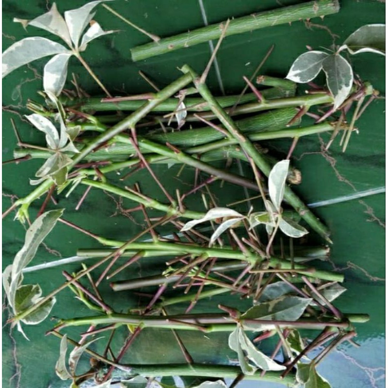 bibit/entres randu variagata isi 10 entres randu putih