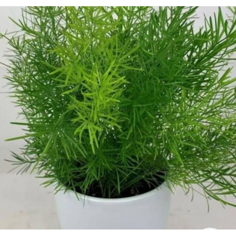 pohon tanaman asparagus fern krisdoren