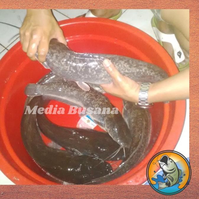 ♥MURAH LEBAY♥ Essen Esen Ikan Lele Galatama Lele Ampuh Paling Jitu Irex Merah Umpan Galatama Gt Hari