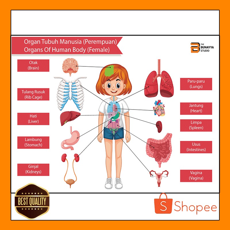 Poster Belajar Anak Seri Anatomi Tubuh Manusia 03 Shopee Indonesia