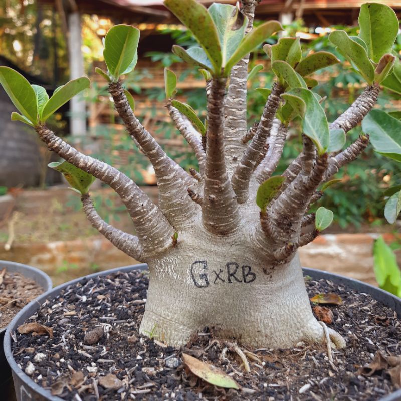 Adenium godji x red breclet