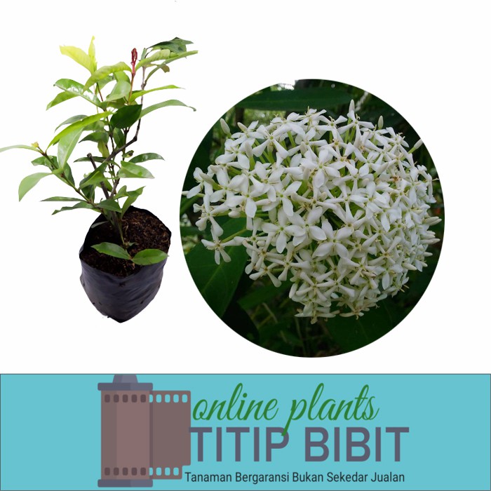 Bibit Tanaman Bunga Asoka Putih