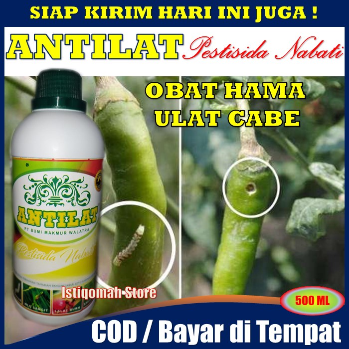 ANTILAT Pestisida Organik Nabati - Obat Pembasmi Hama Ulat Daun Cabe, Obat Ulat pada Tanaman Cabe, Obat Ulat untuk Cabe, Obat Ulat Buah Cabe, Mengatasi Ulat Buah &amp; Daun Cabe Cabai, dll - Insektisida Pembasmi Ulat Buah Pada Cabe - Obat Hama Ulat Cabe AMPUH