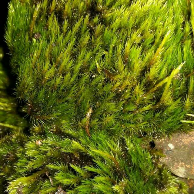 lumut hidup termurah media cover bonsai